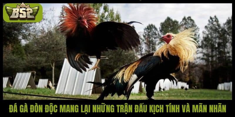 Đá gà đòn độc mang lại những trận đấu kịch tính và mãn nhãn