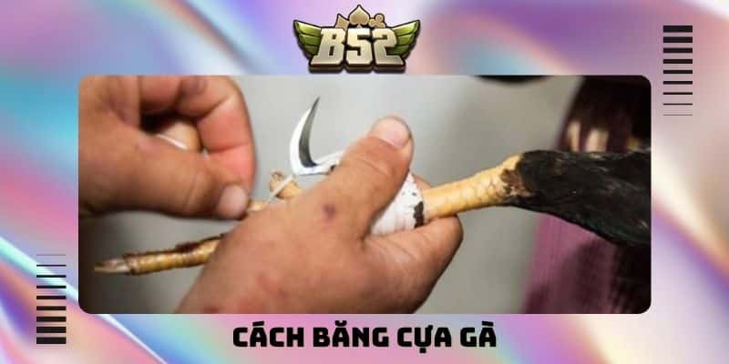 cách băng cựa gà